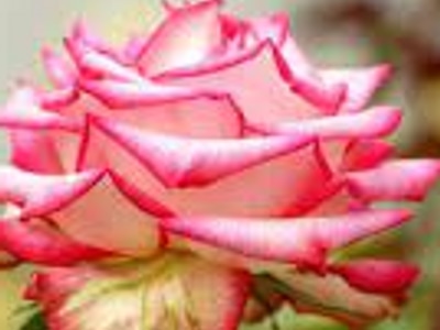 pink19
