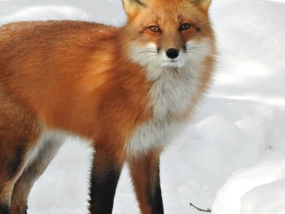LunaFoxX