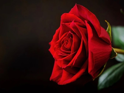 Ilseforyou