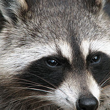 stagingraccoon